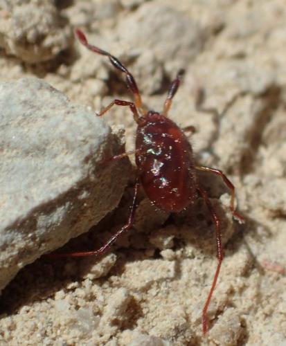 Réf. 301 496 : Erythraeus sp.
